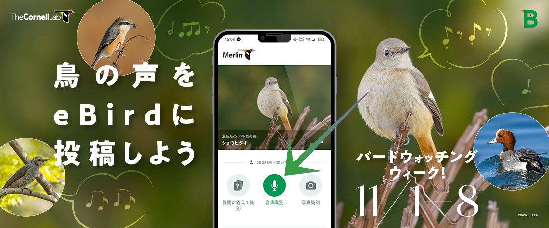 バードウォッチングウィーク！鳥の声をeBirdに投稿してみよう