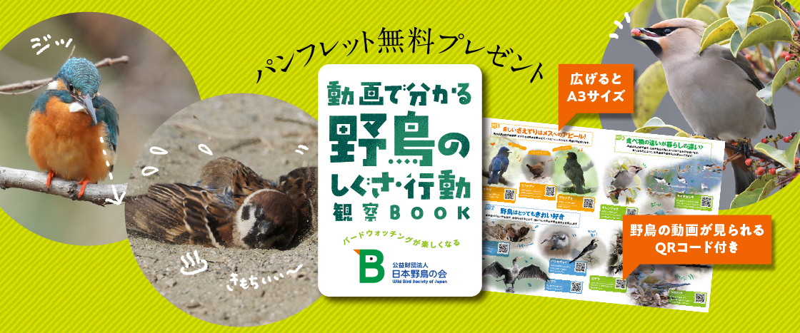 『動画で分かる野鳥のしぐさ・行動観察BOOK』を全員にプレゼント
