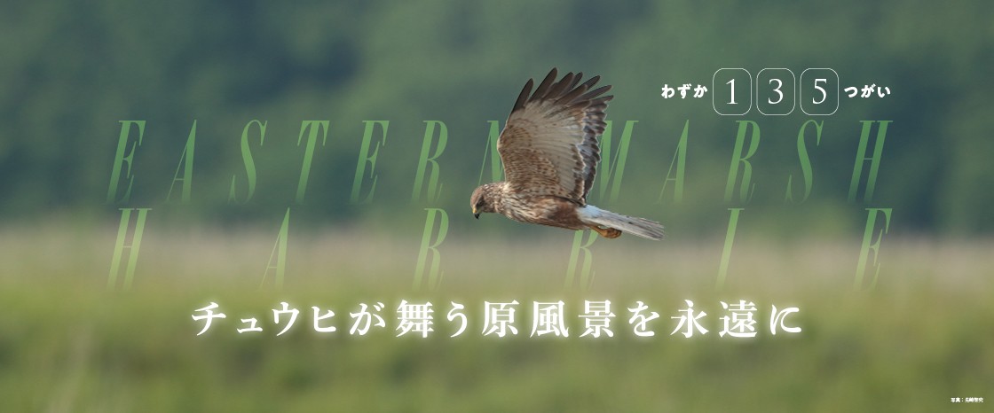 チュウヒの保護プロジェクトページをリニューアル