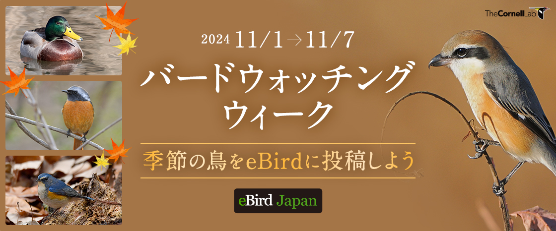 「バードウォッチングウィーク！季節の鳥をeBirdに投稿しよう」キャンペーン