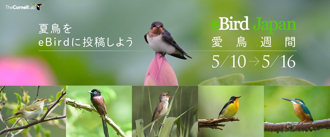 キャンペーン「愛鳥週間！夏鳥をeBirdに投稿しよう」