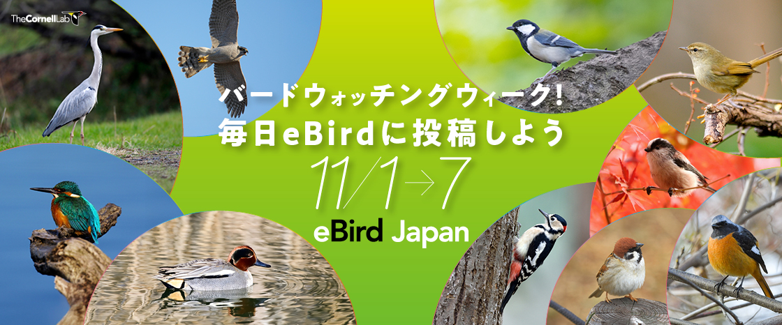 「バードウォッチングウィーク！毎日eBirdに投稿しよう」キャンペーン