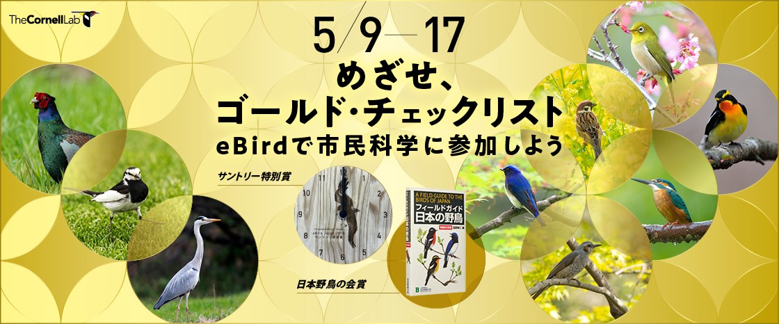 愛鳥週間！めざせ、ゴールド・チェックリスト～eBirdで市民科学に参加しよう～
