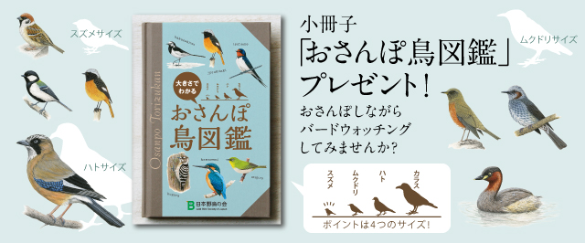 気になるあの鳥がわかる小冊子「おさんぽ鳥図鑑」プレゼント！
